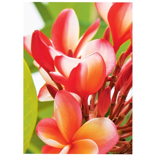 Fotopapier Inkjet Premium A4 250g weiß high-glossy Zweckform 2739 (PACK=50 BLATT) Produktbild Additional View 3 L