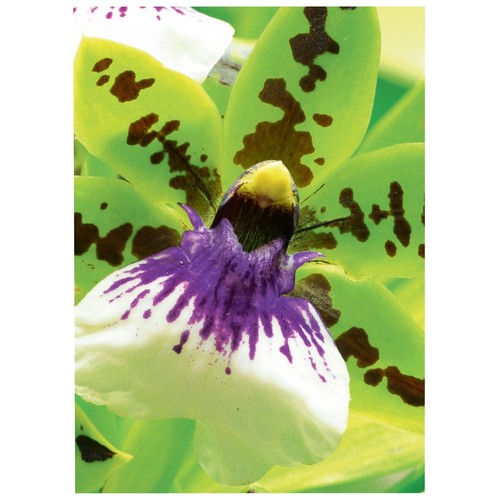 Fotopapier Inkjet Premium A4 250g weiß seidenmatt Zweckform 2559-20 (PACK=20 BLATT) Produktbild Additional View 2 L