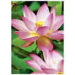 Fotopapier Inkjet Premium A4 300g weiß high-glossy Zweckform 2482-20 (PACK=15 BLATT) Produktbild Additional View 2 S