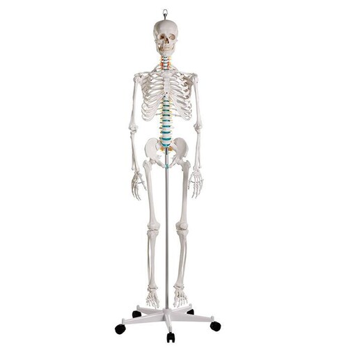 Schulskelett ''Oscar'' Produktbild Front View L