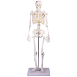 Miniatur-Skelett ''Tom'' Produktbild