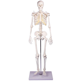 Miniatur-Skelett ''Tom'' Produktbild