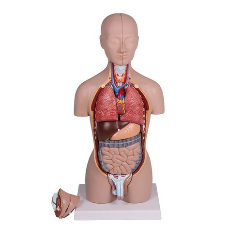 Miniatur Torso 16-teilig, zweigeschlechtig Produktbild Front View L