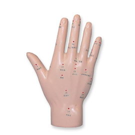 Akupunkturmodell Hand Produktbild