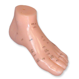 Akupunkturmodell Fuß Produktbild