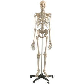 Homo-Skelett auf Sicherheitsstativ mit Rädern Produktbild
