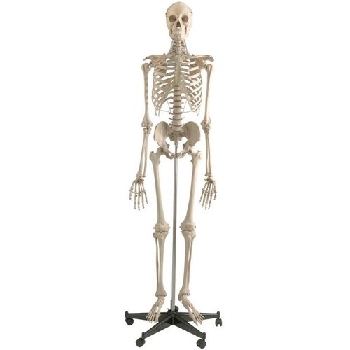 Homo-Skelett auf Sicherheitsstativ mit Rädern Produktbild Front View L