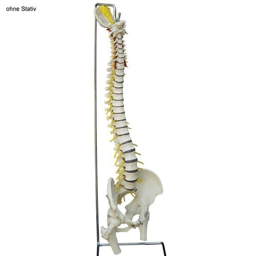 flexible Wirbelsäule Standard mit Stümpfen, ohne Stativ Produktbild Front View L