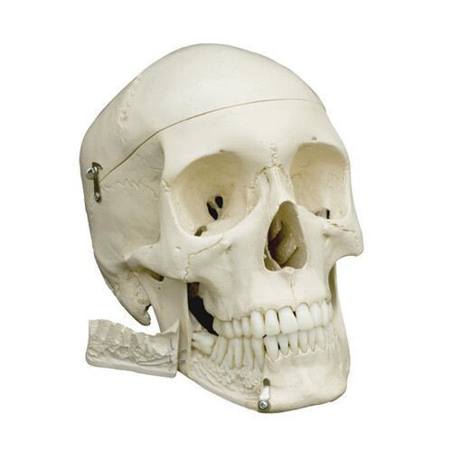Homo-Schädel in 4 Teile zerlegbar Produktbild Front View L