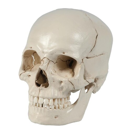 Homo-Steckschädel, weiß 18-teilig Produktbild Front View L