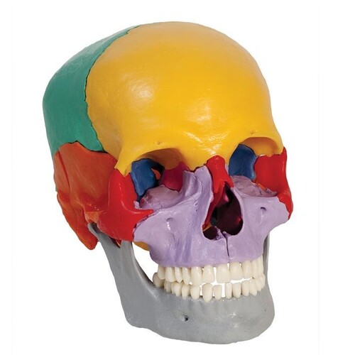 Homo-Steckschädel, farbig 18-teilig Produktbild Front View L