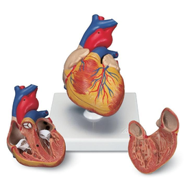Herzmodell 2-teilig Produktbild