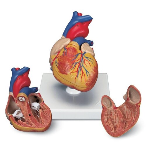 Herzmodell 2-teilig