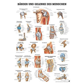 anat. Lehrtafel: Bänder und Gelenke 70 x 100 cm, Papier Produktbild