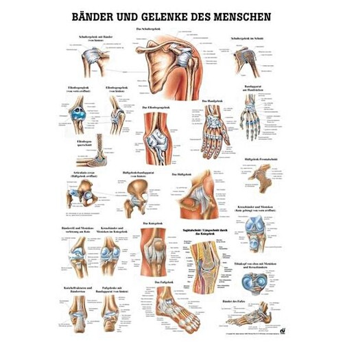anat. Lehrtafel: Bänder und Gelenke 70 x 100 cm, laminiert Produktbild Front View L