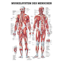 anat. Lehrtafel: Männliches Muskelsystem 70 x 100 cm, laminiert Produktbild