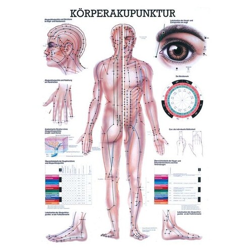 anat. Mini-Poster: Körperakupunktur 24 x 34 cm, laminiert Produktbild Front View L