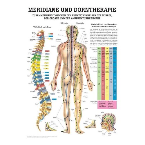 anat. Mini-Poster: Dorntherapie und Meridiane, 24 x 34 cm, laminiert Produktbild Front View L
