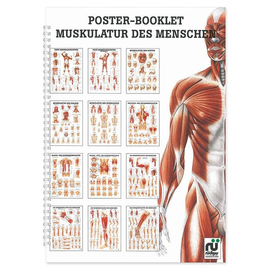 Mini-Poster Booklet: Muskulatur Produktbild