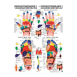 anat. Poster: Physiotherapie Reflexzonen Hand und Fuß, 50 x 70 cm, Papier zweisprachig Produktbild
