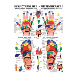 anat. Poster: Physiotherapie Reflexzonen Hand und Fuß, 50 x 70 cm, Papier zweisprachig Produktbild