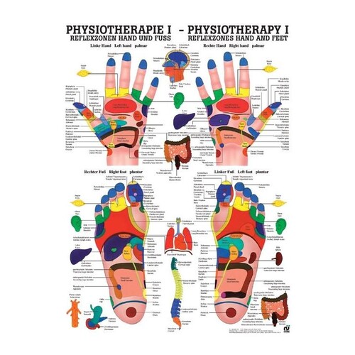 anat. Poster: Physiotherapie Reflexzonen Hand und Fuß, 50 x 70 cm, Papier zweisprachig Produktbild Front View L