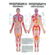 anat. Poster: Physiotherapie Bindegewebsmassage, 50 x 70 cm, Papier zweisprachig Produktbild