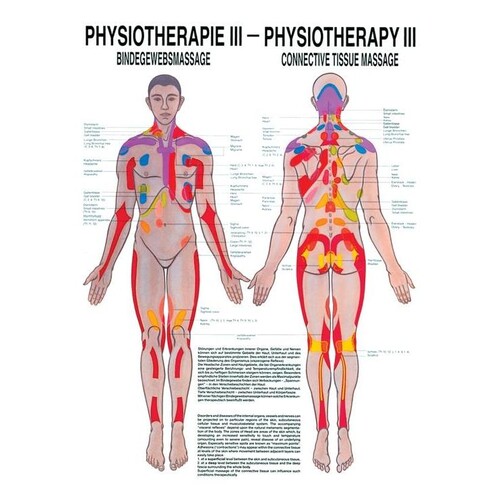 anat. Poster: Physiotherapie Bindegewebsmassage, 50 x 70 cm, Papier zweisprachig Produktbild Front View L