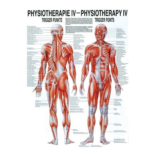 anat. Poster: Physiotherapie Triggerpunkte, 50 x 70 cm, Papier zweisprachig Produktbild Front View L