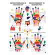 anat. Poster: Physiotherapie Reflexzonen Hand, 50 x 70 cm, Papier, zweisprachig Produktbild