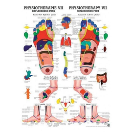 anat. Poster: Physiotherapie Reflexzonen Fuß, 50 x 70 cm, Papier, zweisprachig Produktbild