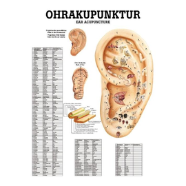 anat. Poster: Ohrakupunktur 50 x 70 cm, laminiert, zweisprachig Produktbild