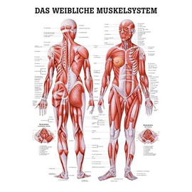 anat. Poster: Weibliche Muskeln 50 x 70 cm, laminiert Produktbild