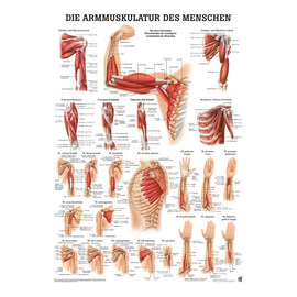 anat. Poster: Die Armmuskulatur des Menschen 50 x 70 cm, laminiert Produktbild