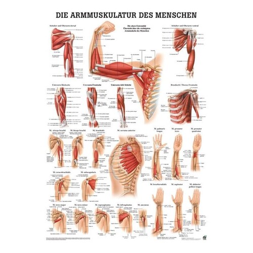 anat. Poster: Die Armmuskulatur des Menschen 50 x 70 cm, laminiert Produktbild Front View L