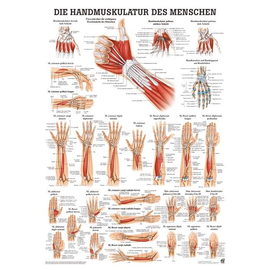 anat. Poster: Handmuskulatur des Menschen 50 x 70 cm, Papier Produktbild