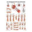 anat. Poster: Die Handmuskulatur des Menschen 50 x 70 cm, laminiert Produktbild