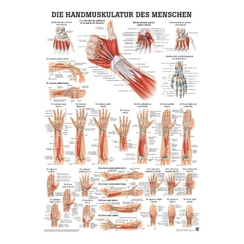 anat. Poster: Die Handmuskulatur des Menschen 50 x 70 cm, laminiert Produktbild Front View L