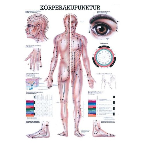 anat. Lehrtafel: Körperakupunktur 70 x 100 cm, Papier Produktbild Front View L