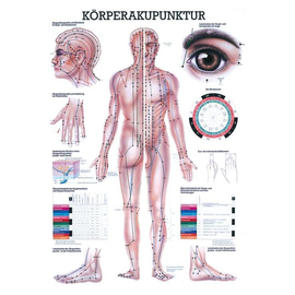 anat. Lehrtafel: Körperakupunktur 70 x 100 cm, laminiert Produktbild