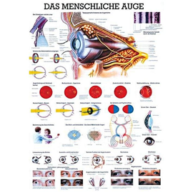 anat. Lehrtafel: Das menschliche Auge 70 x 100 cm, Papier Produktbild