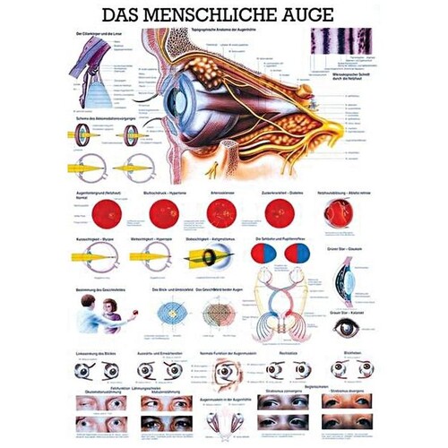 anat. Lehrtafel: Das menschliche Auge 70 x 100 cm, laminiert Produktbild Front View L
