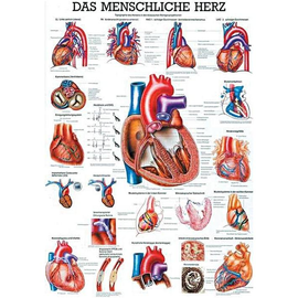 anat. Lehrtafel: Das menschliche Herz 70 x 100 cm, laminiert Produktbild