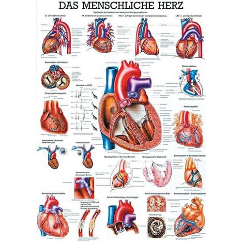 anat. Lehrtafel: Das menschliche Herz 70 x 100 cm, laminiert Produktbild Front View L