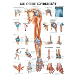 anat. Lehrtafel: Die obere Extremität 70 x 100 cm, Papier Produktbild