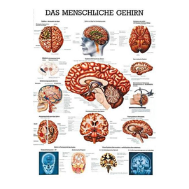 anat. Lehrtafel: Das menschliche Gehirn 70 x 100 cm, Papier Produktbild