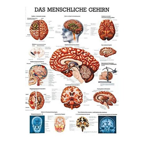anat. Lehrtafel: Das menschliche Gehirn 70 x 100 cm, Papier Produktbild Front View L