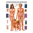 anat. Lehrtafel: Hormonsystem 70 x 100 cm, laminiert Produktbild
