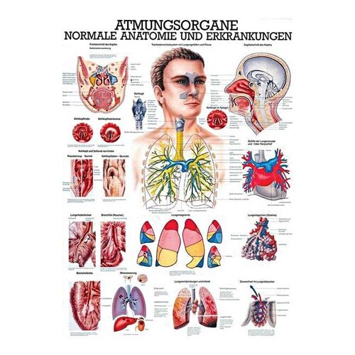 anat. Lehrtafel: Die Atmungsorgane 70 x 100 cm, laminiert Produktbild Front View L