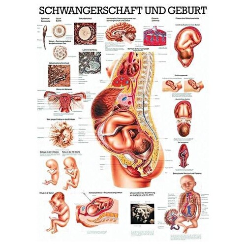 anat. Lehrtafel: Schwangerschaft, Geburt 70 x 100 cm, Papier Produktbild Front View L